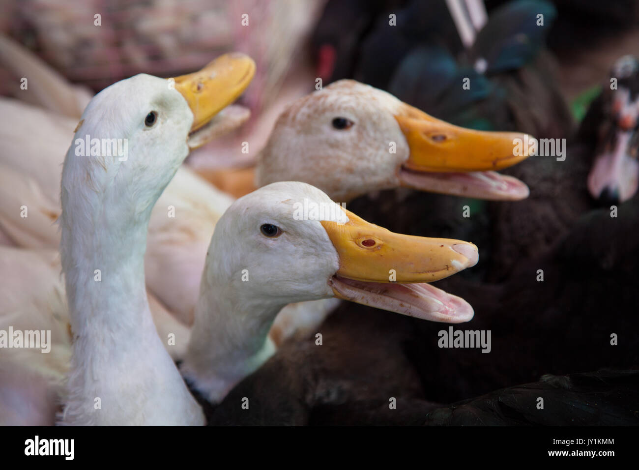 Gänse für den Verkauf in den lokalen Markt, zu Hause zum Abendessen getroffen werden. Stockfoto