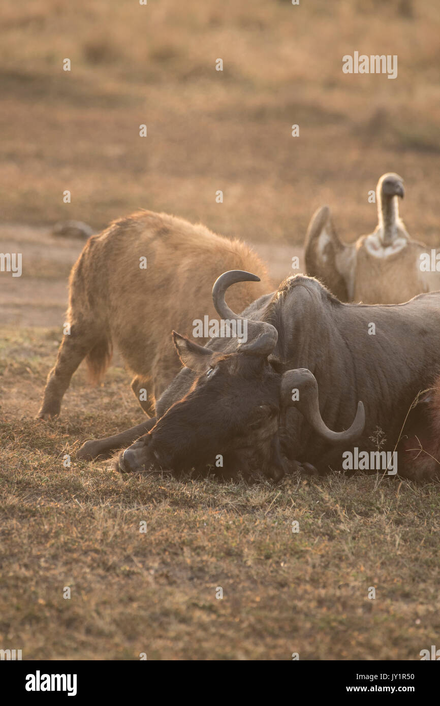 Tüpfelhyäne (connochaetes Taurinus) und Weiß gesichert Geier auf einer vor kurzem getötet Gnus Karkasse in der Masai Mara in Kenia Stockfoto
