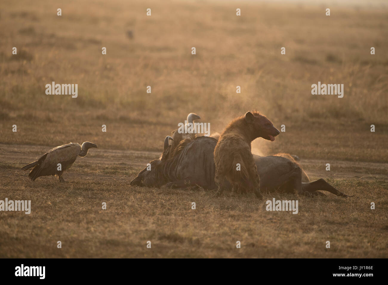 Tüpfelhyäne (connochaetes Taurinus) und Weiß gesichert Geier auf einer vor kurzem getötet Gnus Karkasse in der Masai Mara in Kenia Stockfoto