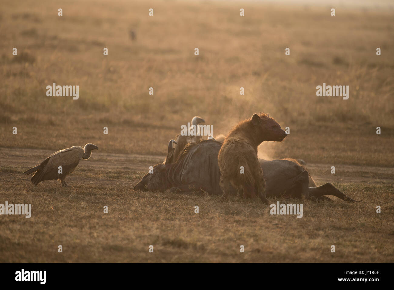 Tüpfelhyäne (connochaetes Taurinus) und Weiß gesichert Geier auf einer vor kurzem getötet Gnus Karkasse in der Masai Mara in Kenia Stockfoto