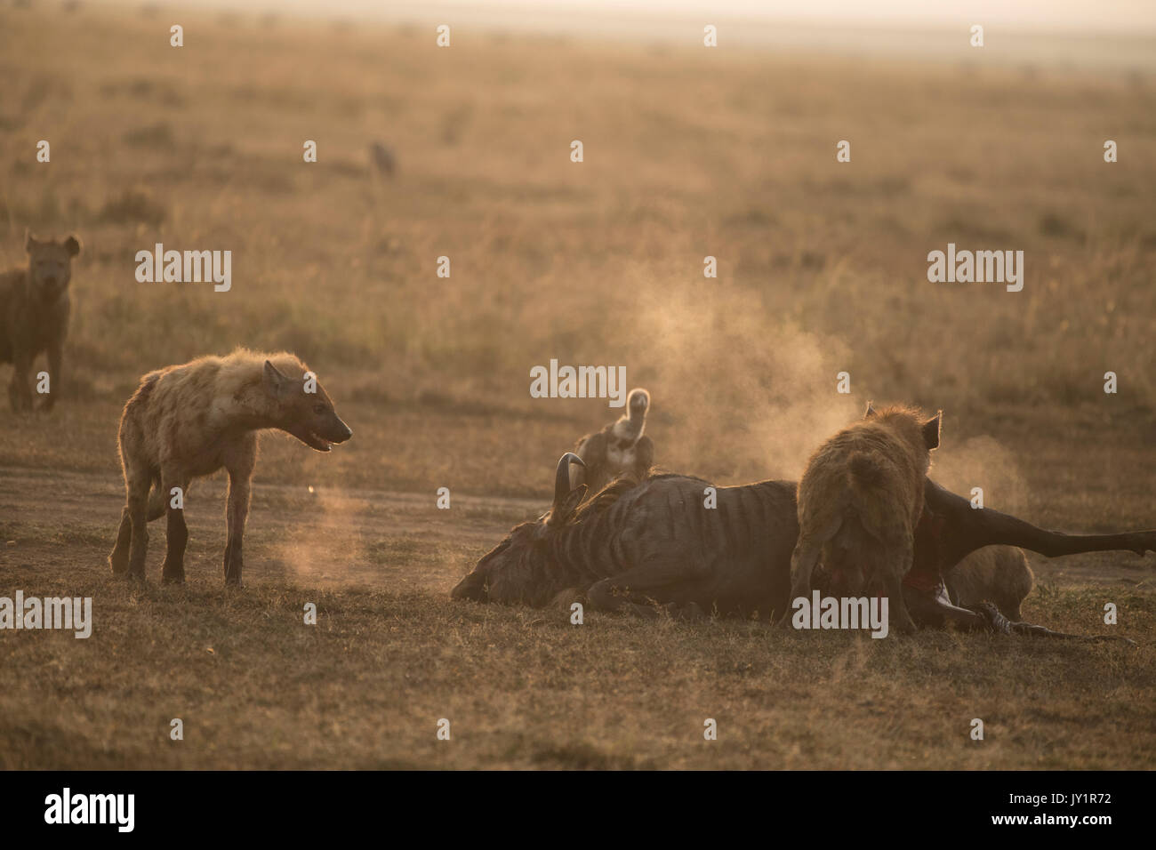 Tüpfelhyäne (connochaetes Taurinus) und Weiß gesichert Geier auf einer vor kurzem getötet Gnus Karkasse in der Masai Mara in Kenia Stockfoto