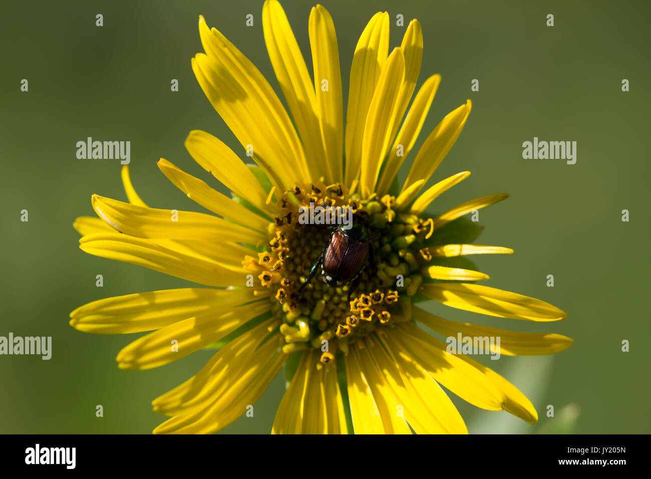 Große gelbe Prairie Flower mit metallischen Käfer. Stockfoto