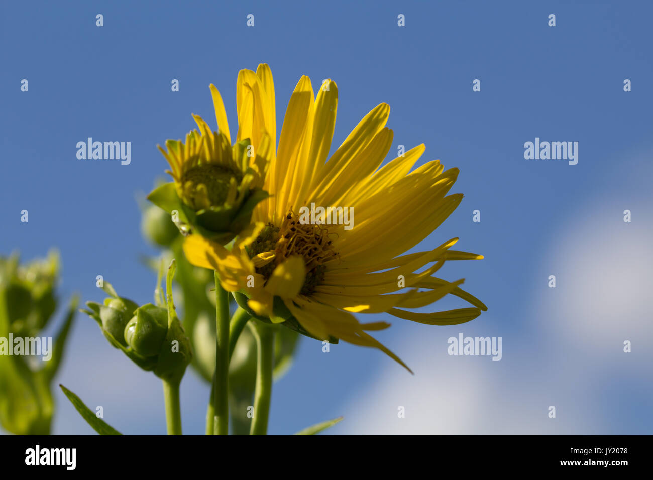 Gelbe Prairie Flower vor blauem Himmel. Stockfoto