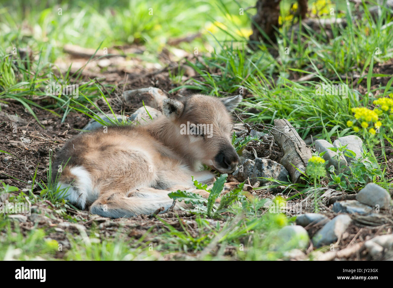 Rentier, Rangifer tarandus Stockfoto