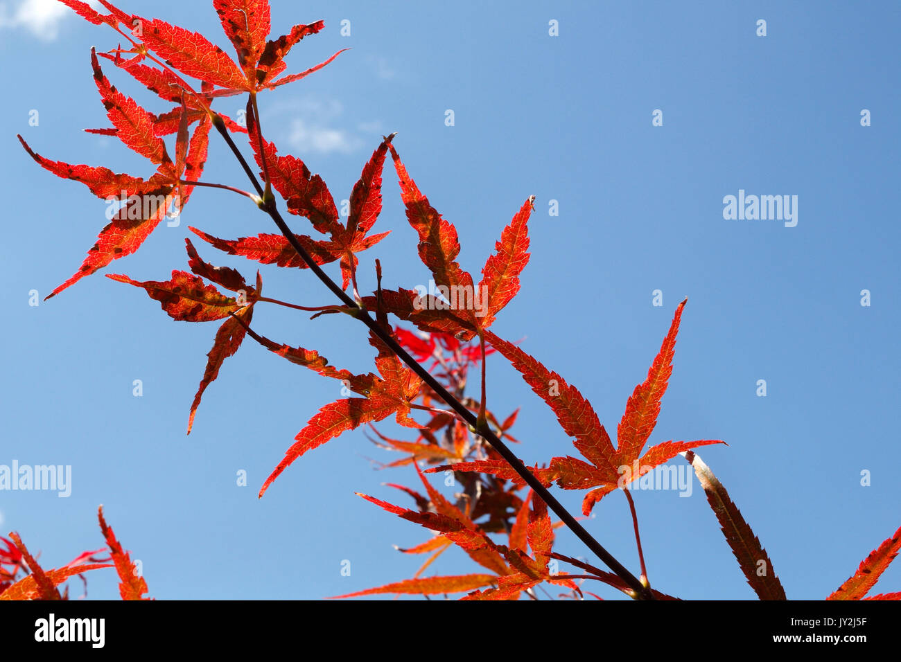 Rote Endivie japanischen Ahorn Acer palmatum Stockfoto