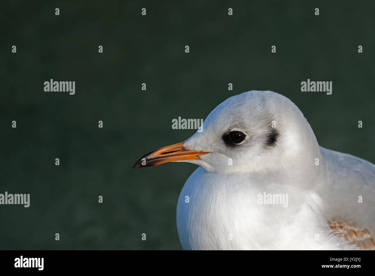 Erster Kalenderjahr Schwarzkopfmöwe, Chroicocephalus ridibundus, im Wintergefieder, Nahaufnahmeporträt eines unreifen Vogels in Großbritannien Stockfoto