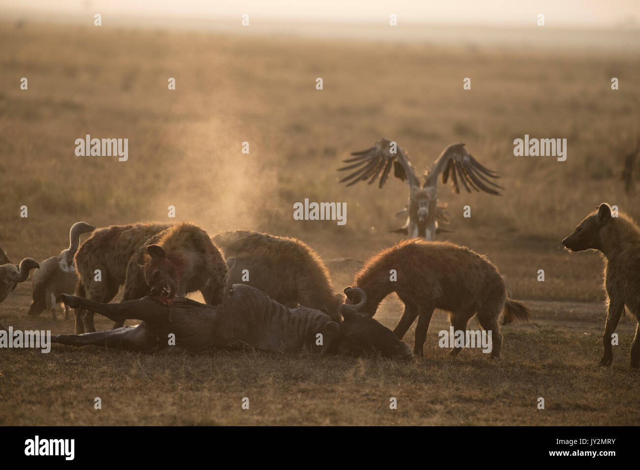 Tüpfelhyäne (connochaetes Taurinus) und Weiß gesichert Geier auf einer vor kurzem getötet Gnus Karkasse in der Masai Mara in Kenia Stockfoto