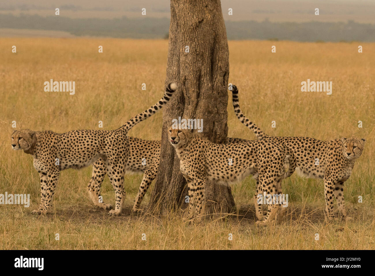 Koalition von fünf Cheetah (Acynonyx jubatus) Walking und Markierung in der Masai Mara in Kenia Stockfoto