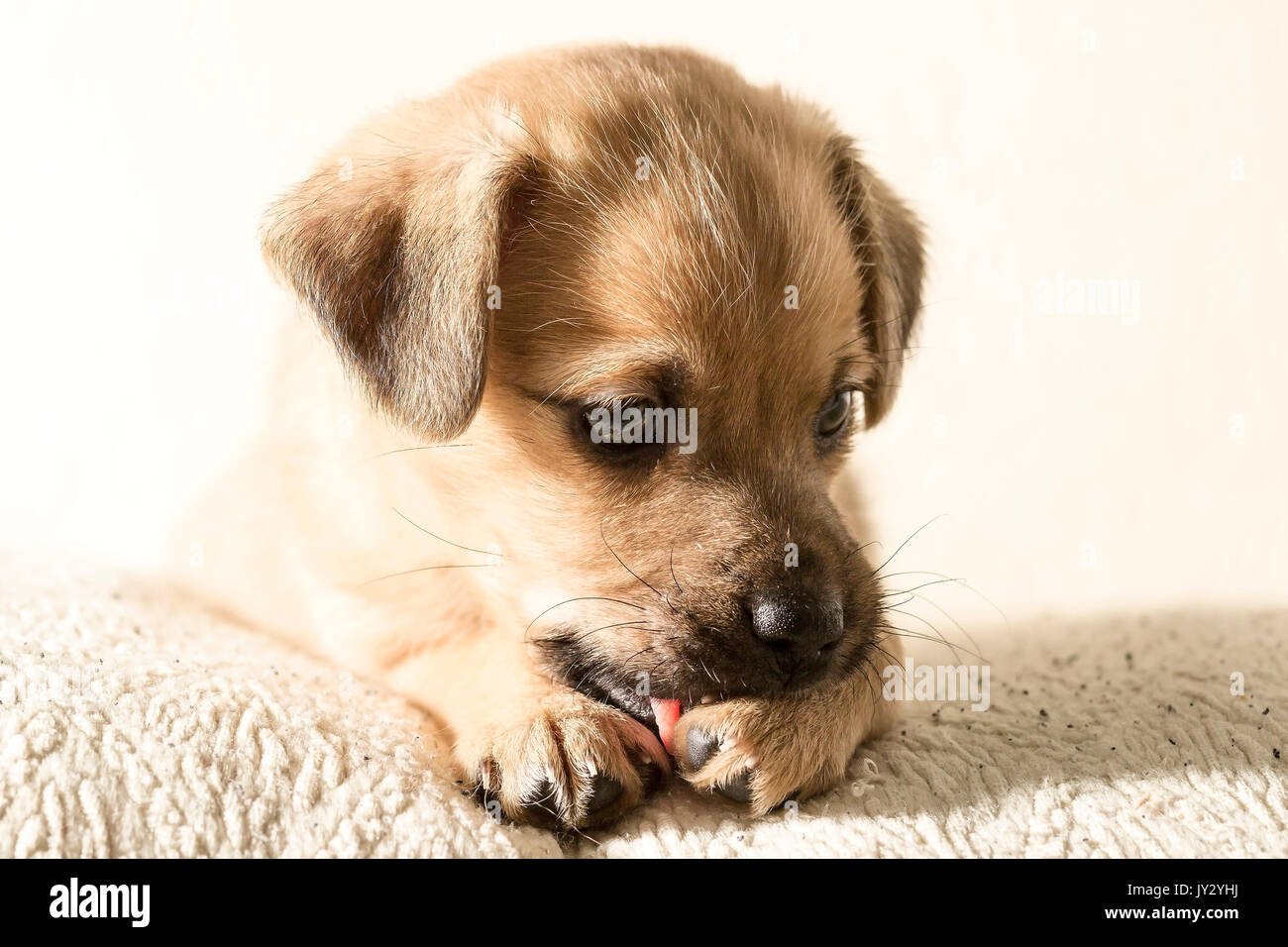 Ein reizendes Hündchen. Stockfoto