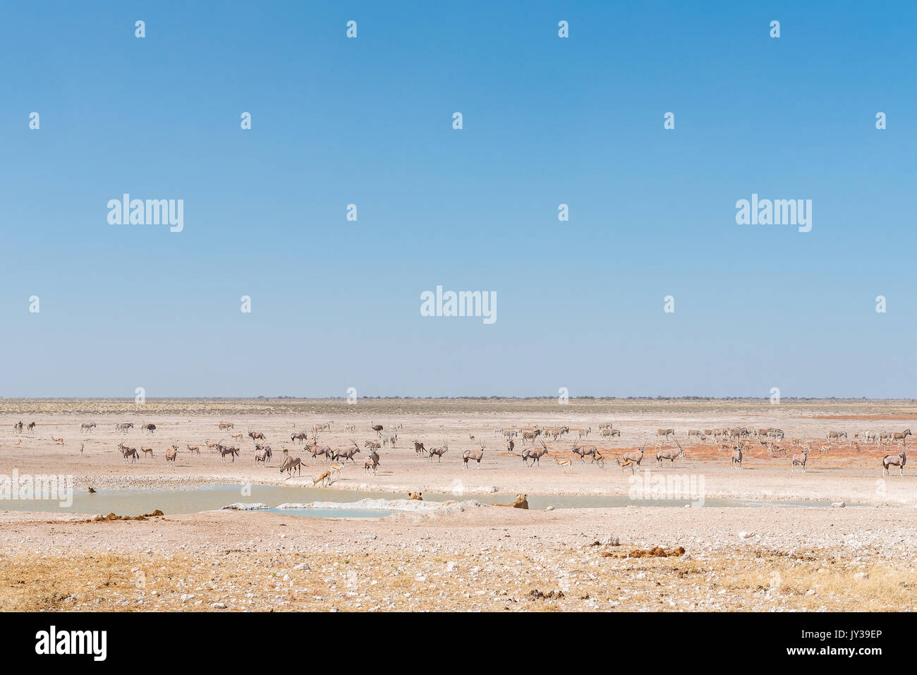 Zwei Löwinnen beobachten, Oryx, Springböcke und Zebras Burchells an einem Wasserloch im Norden Namibias Stockfoto