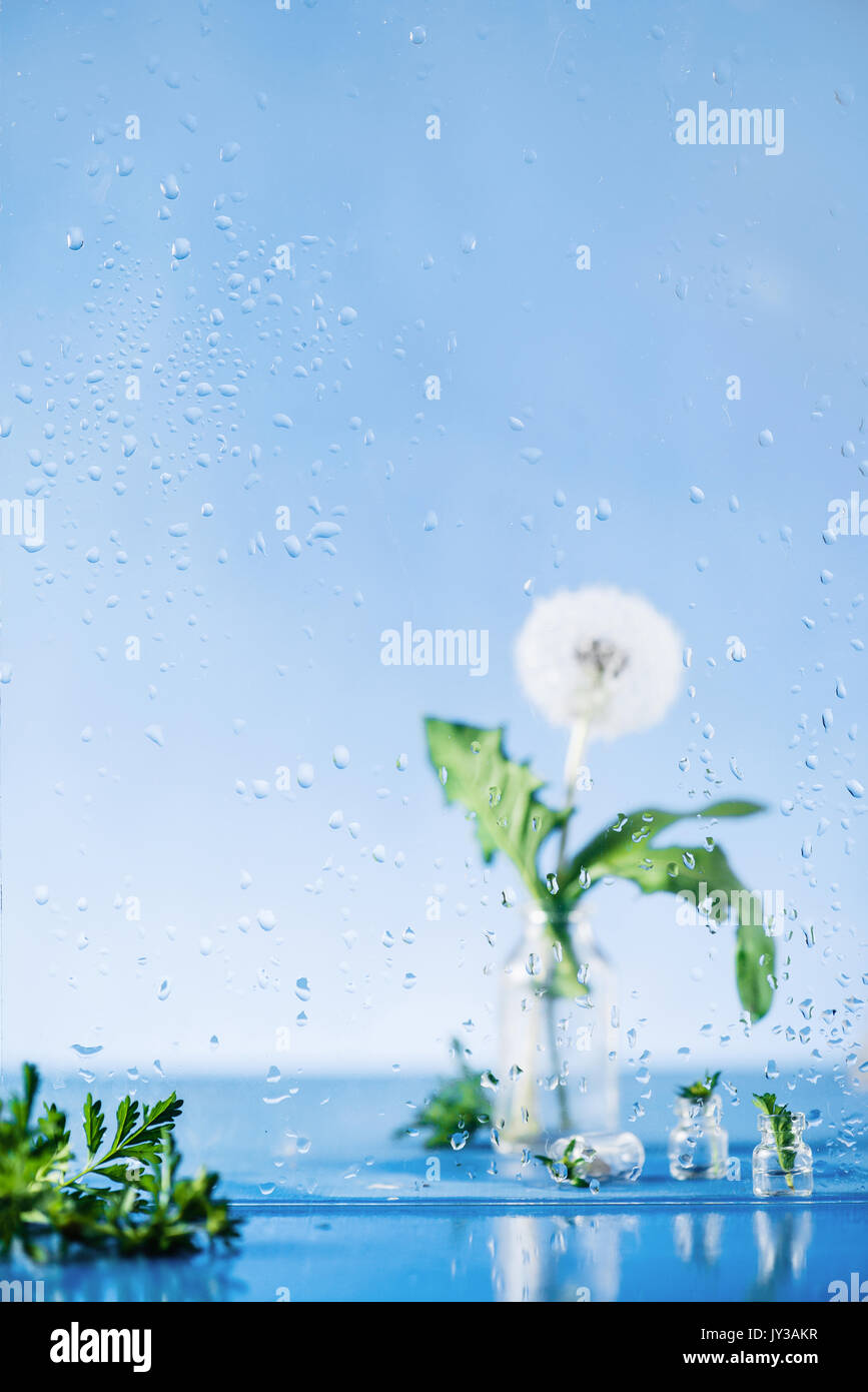 Einfache Stillleben mit Sommer Regen, Tropfen auf ein Fenster und Löwenzahn in einem Glas Vase auf einem blauen Hintergrund Stockfoto