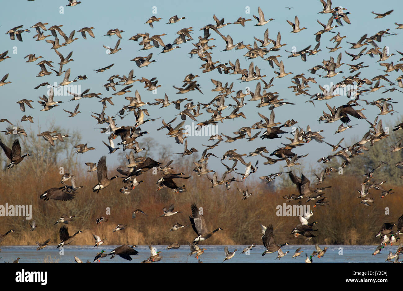 Wasservögel in Flug bei McFadden Marsh, William Finley National Wildlife Refuge, Oregon Stockfoto