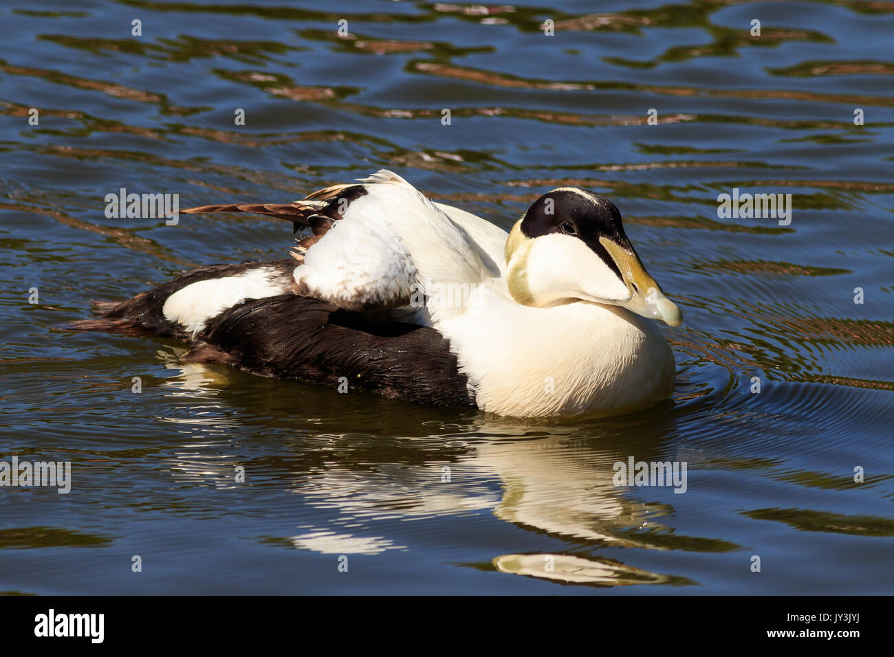 Gemeinsame Somateria mollissima Eiderente - auf dem Wasser in Großbritannien. Stockfoto