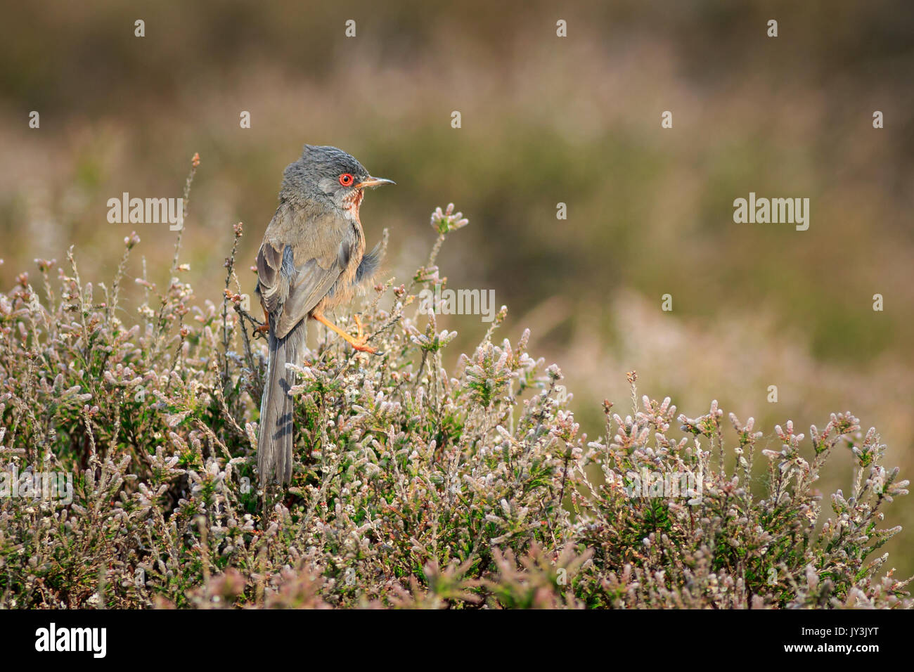 Dartford Warbler (Sylvia undata), geröstete auf Heather an der Küste von Suffolk in Großbritannien. Stockfoto