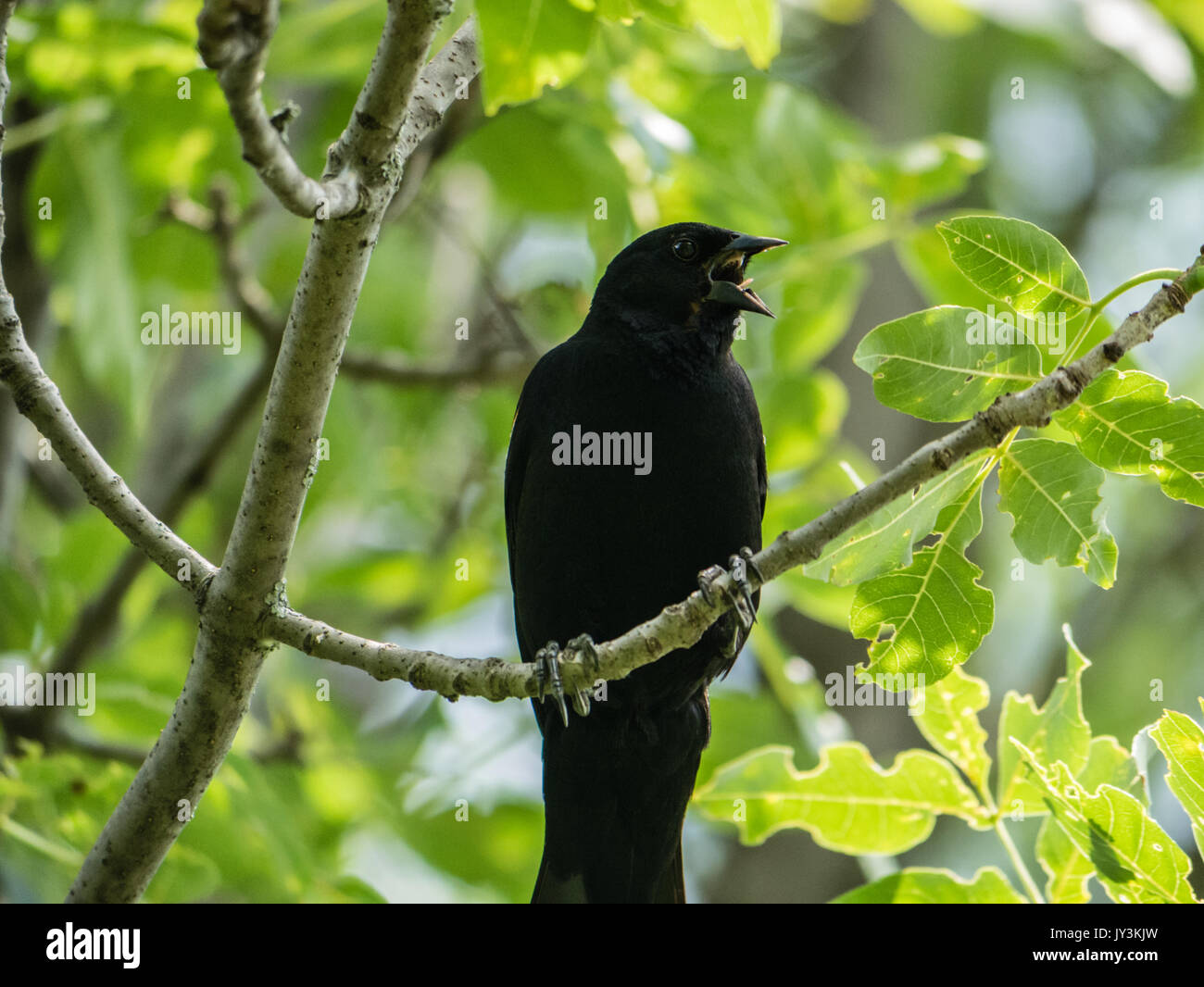 Blackbird Aufruf Eindringlinge von ihrem Nistplatz zu erschrecken Stockfoto