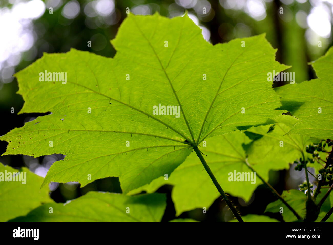 Großen Wald Blätter Stockfoto