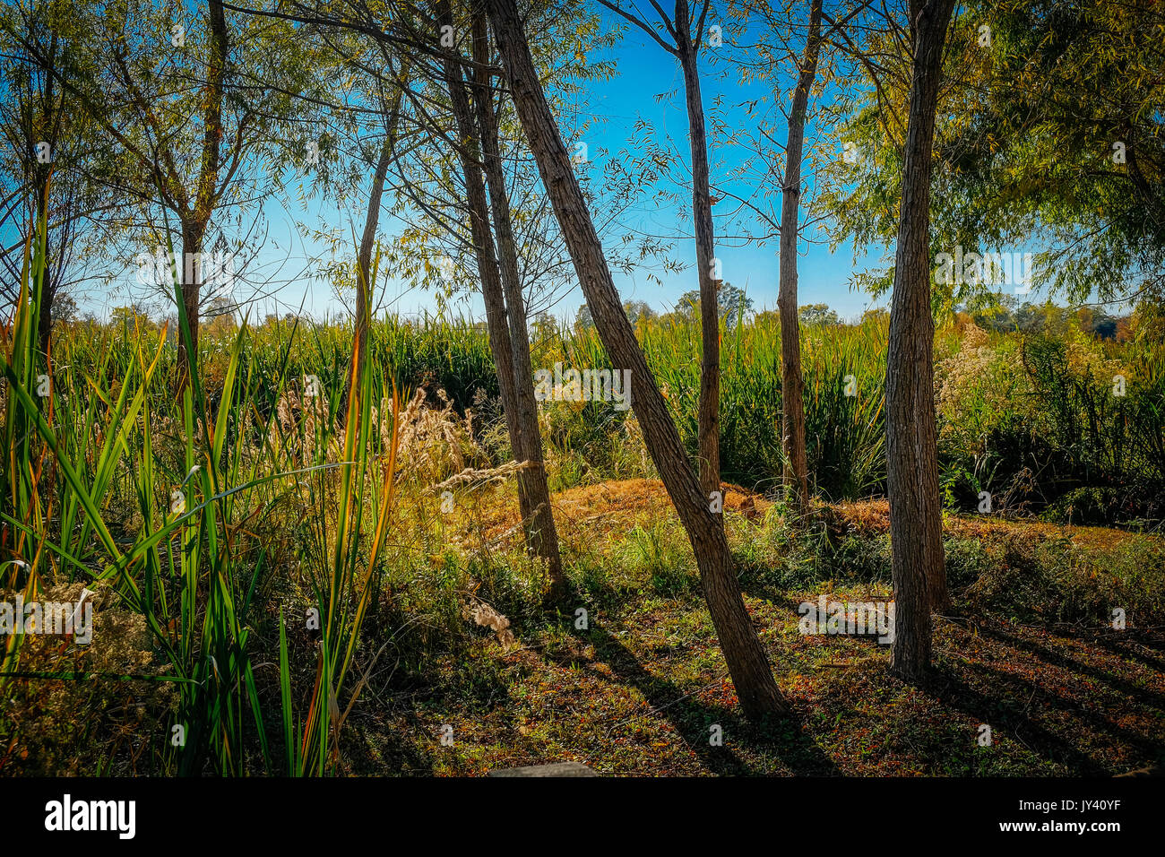 Ein stand von Willow Bäume gerade Farbe für den Herbst oder Herbst mit hohen Schilf im Hintergrund an einem kleinen See zu drehen. Stockfoto