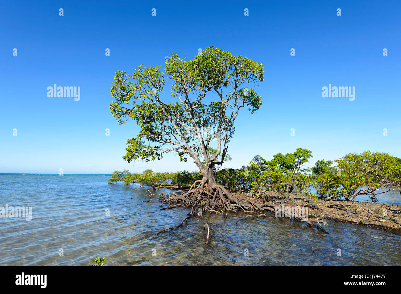 Single Mangrove Tree, Myall Beach, Cape Tribulation, Daintree National Park, Far North