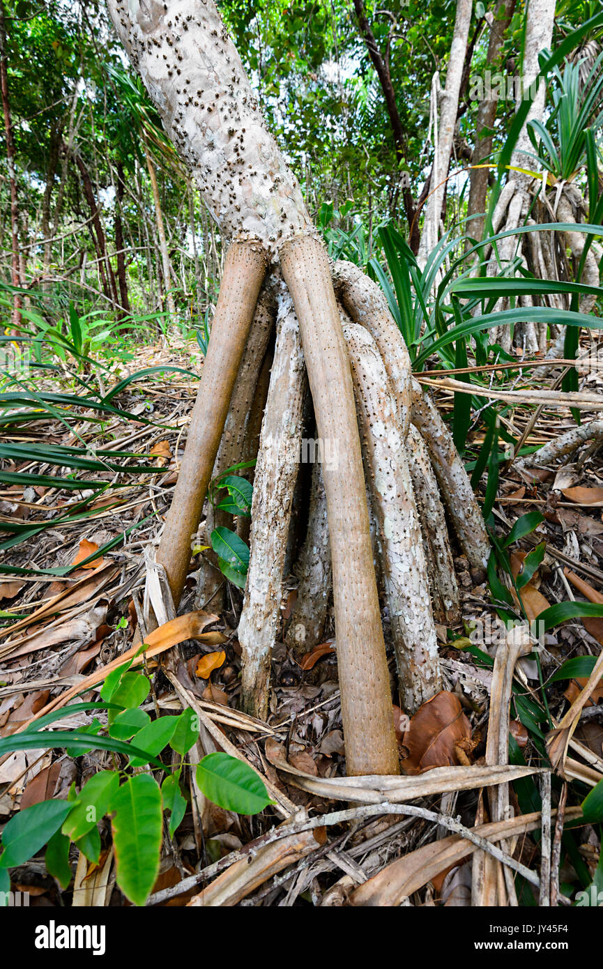 Luftwurzeln von einem Pandanus, Cape Tribulation, Daintree National Park, Far North Queensland, FNQ, QLD, Australien Stockfoto