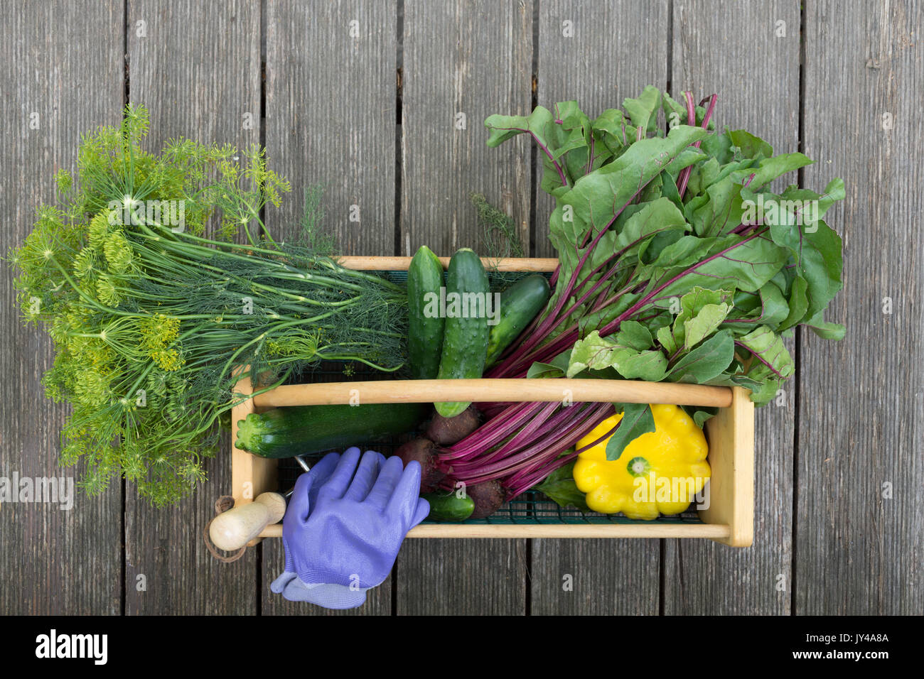 Dill, rote Rüben mit grünen, Gurken, Squash, Garten Handschuhe und Garten Werkzeug in einem Kabel und Holz Korb. Die hod ist auf verwitterte holzbohlen fotografiert. Stockfoto