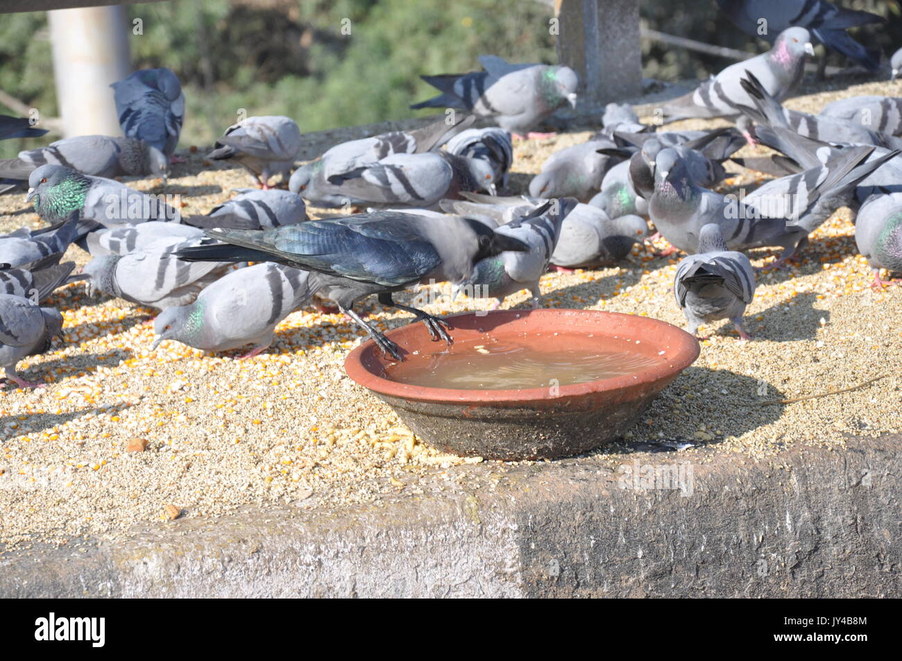 Taube in Neu Delhi, Kabootarbazi, Leidenschaft der Taubenhaltung, Taubenfliegen in einem Park, Ruhepause Taube, gehört, Tauben, gräulich, blau( © Saji Maramon) Stockfoto