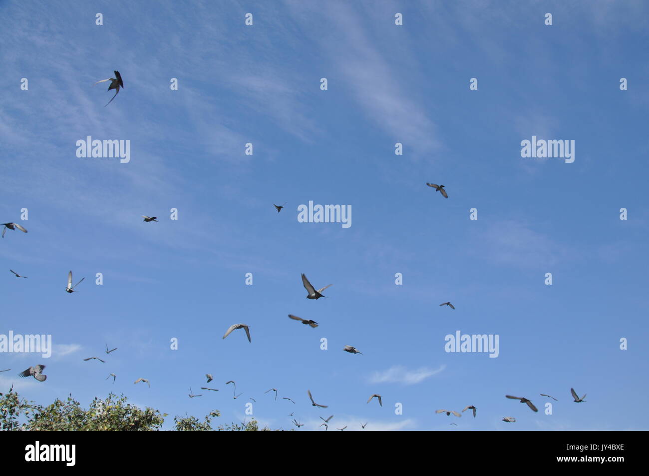 Taube in Neu Delhi, Kabootarbazi, Leidenschaft der Taubenhaltung, Taubenfliegen in einem Park, Ruhepause Taube, gehört, Tauben, gräulich, blau( © Saji Maramon) Stockfoto