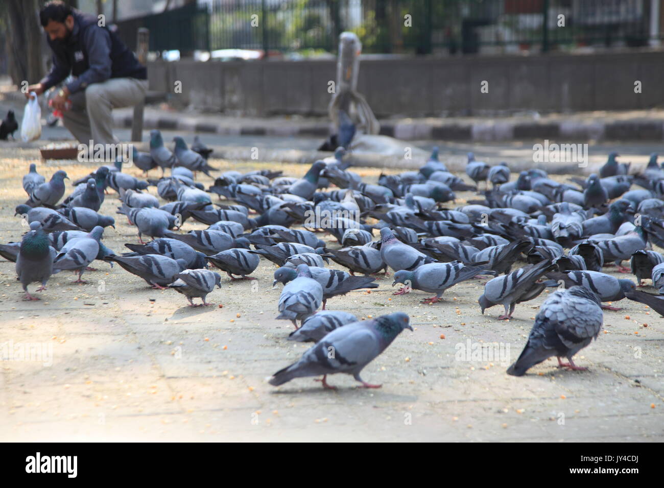 Taube in Neu Delhi, Kabootarbazi, Leidenschaft der Taubenhaltung, Taubenfliegen in einem Park, Ruhepause Taube, gehört, Tauben, gräulich, blau( © Saji Maramon) Stockfoto