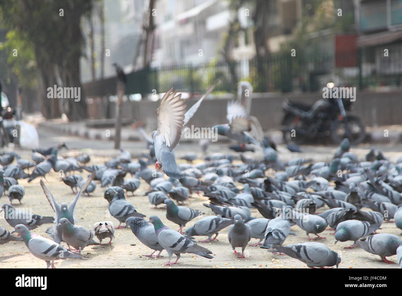 Taube in Neu Delhi, Kabootarbazi, Leidenschaft der Taubenhaltung, Taubenfliegen in einem Park, Ruhepause Taube, gehört, Tauben, gräulich, blau( © Saji Maramon) Stockfoto