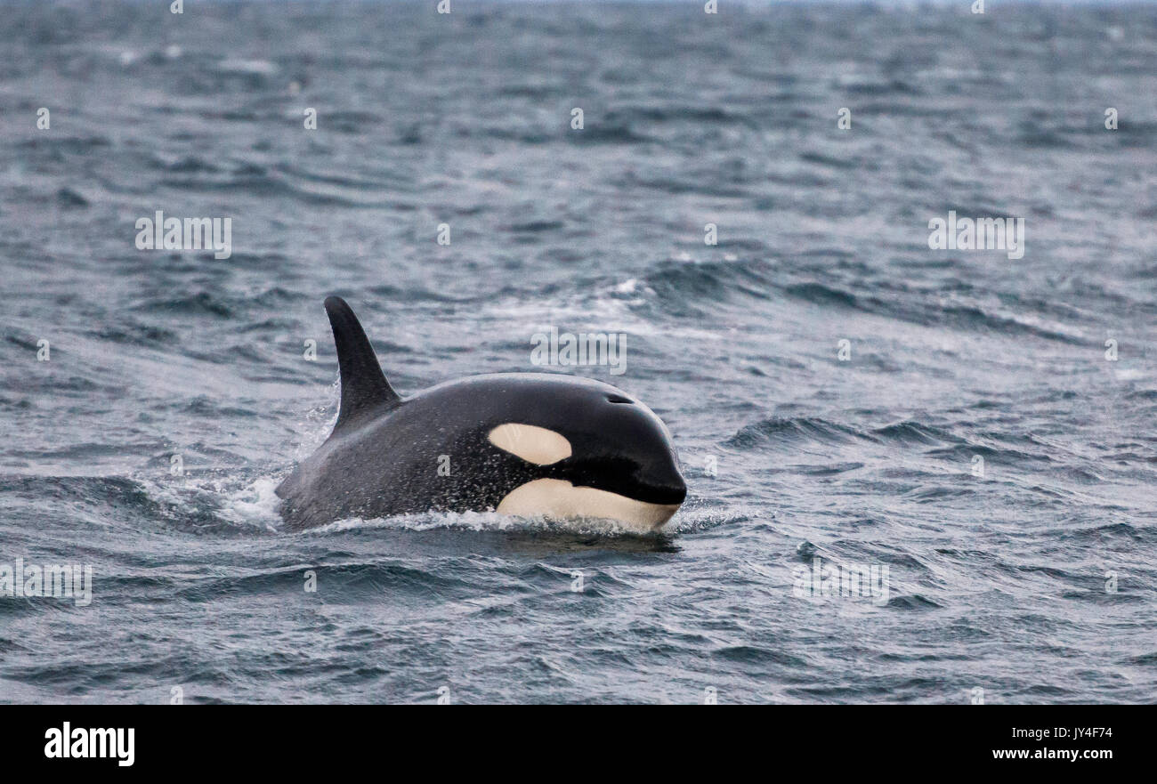 Orca kommen bis zu atmen an der Oberfläche, Andenes, Norwegen. Stockfoto