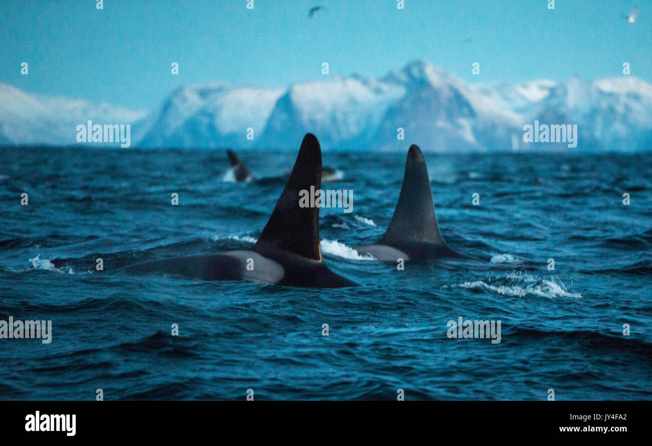 Oberfläche der rückenflossen von zwei männliche Orcas schwimmen mit Schnee Berge in den Boden zurück, Andenes, Norwegen begrenzt. Stockfoto