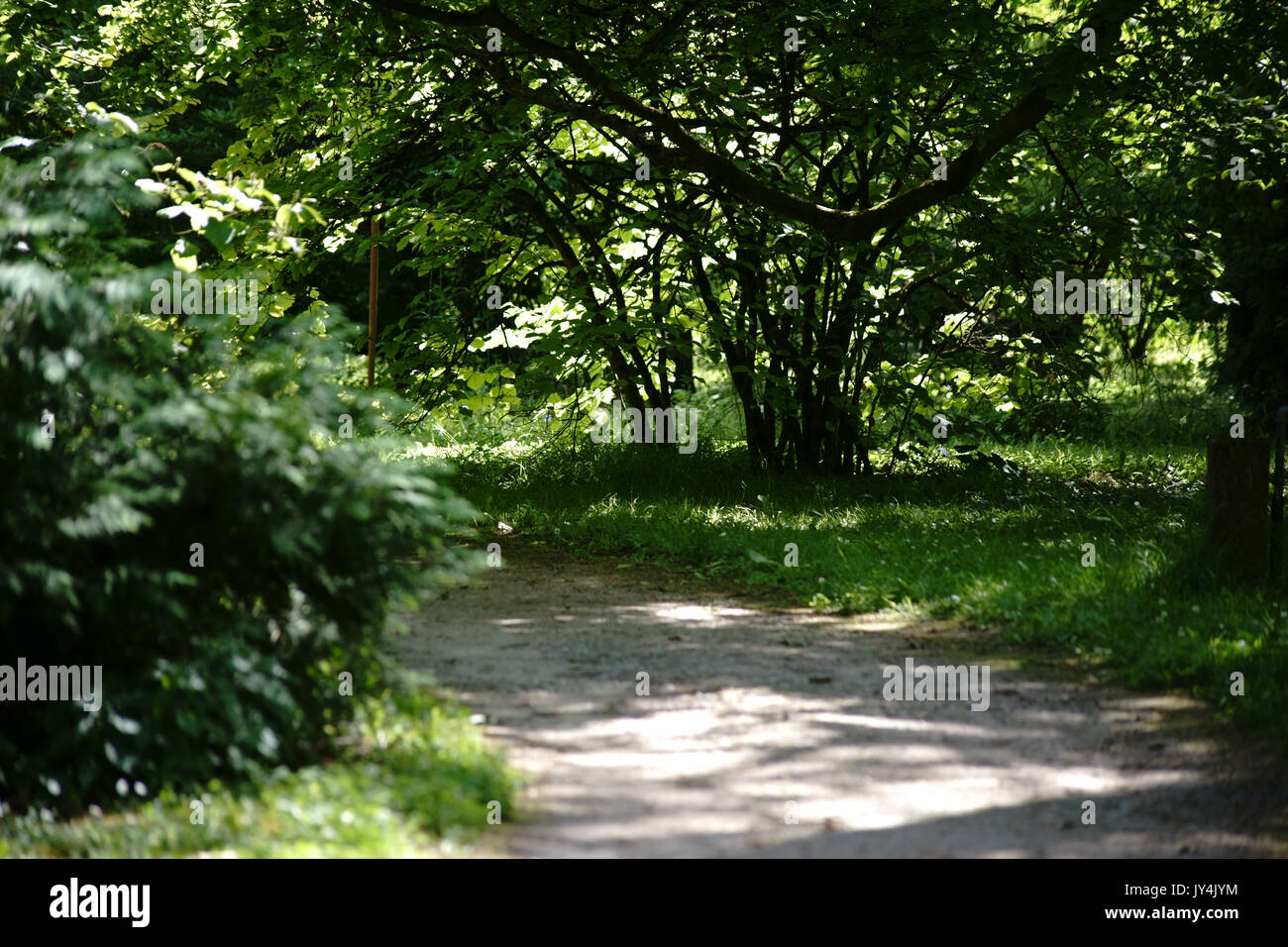 Der schwache Sonnenlicht beleuchteten Waldweg von Büschen und Bäumen umgeben ist. Stockfoto