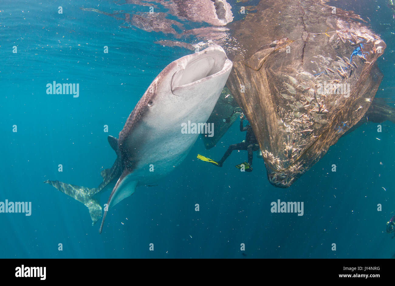 Walhai versuchen auf Fisch in einem Fischernetz hängen von einer schwimmenden Fischen Plattform gefangen zu füttern, cenderawasih Bay, Indonesien. Stockfoto