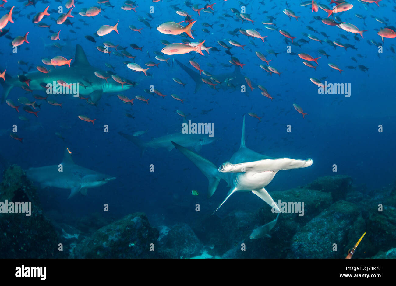 Unterwasseransicht einer Schule der bogenstirn Hammerhaie, Darwin Island, Galapagos Inseln. Stockfoto