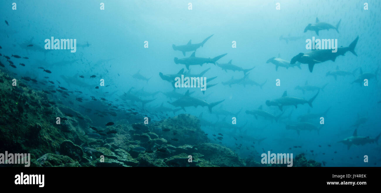 Unterwasseransicht einer Schule der bogenstirn Hammerhaie, Darwin Island, Galapagos Inseln. Stockfoto