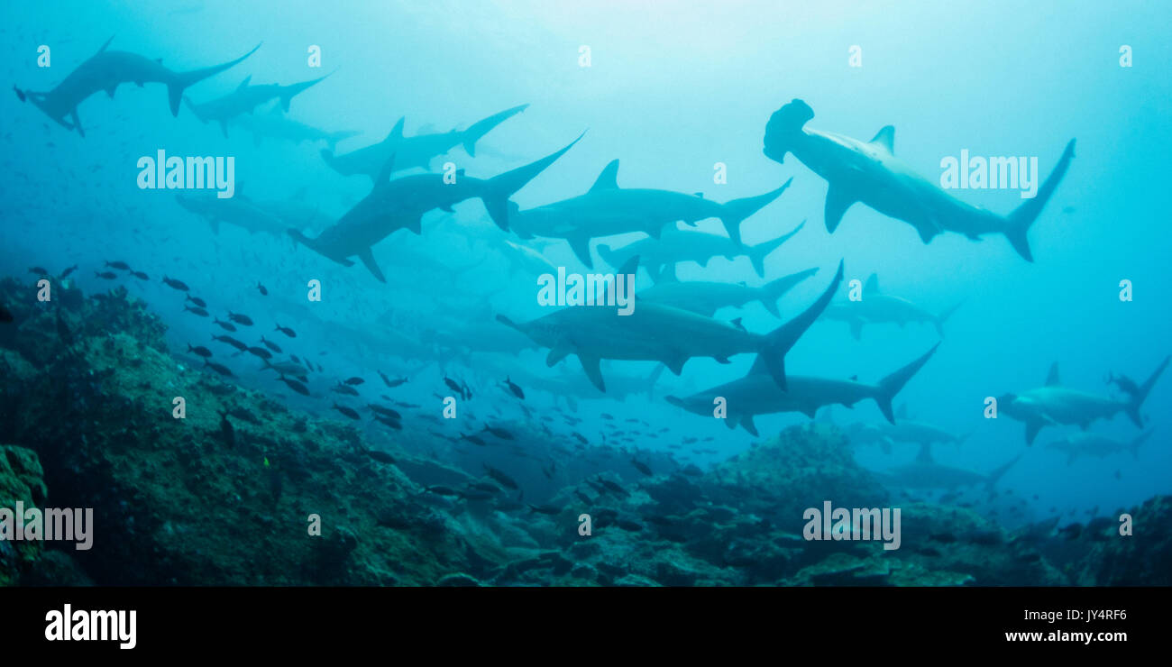 Unterwasseransicht einer Schule der bogenstirn Hammerhaie, Darwin Island, Galapagos Inseln. Stockfoto
