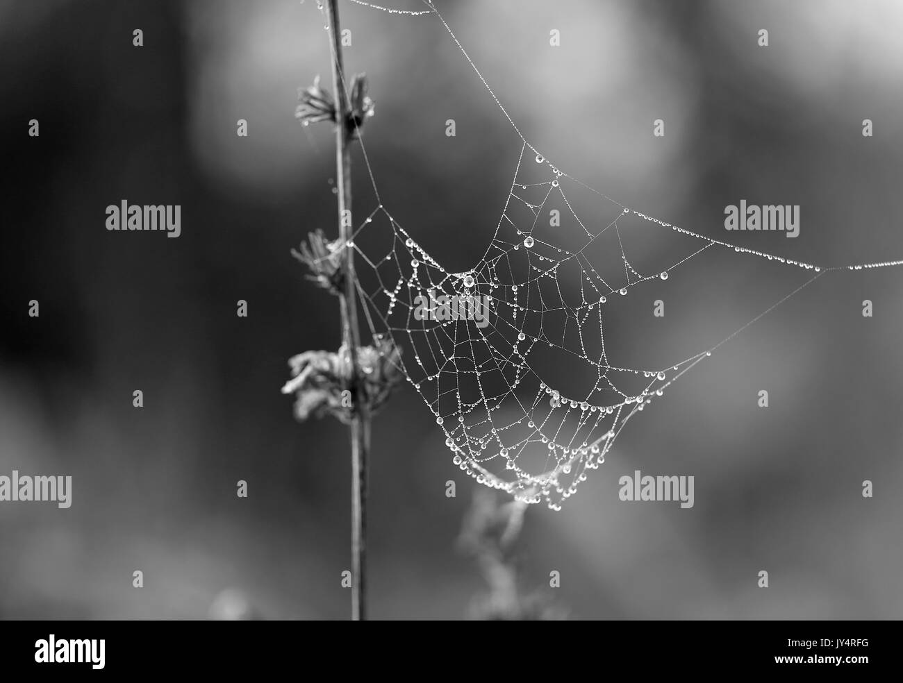 Foto eines wunderschönen Web mit Tropfen von Wasser in einer sonnenbeschienenen Feld Stockfoto