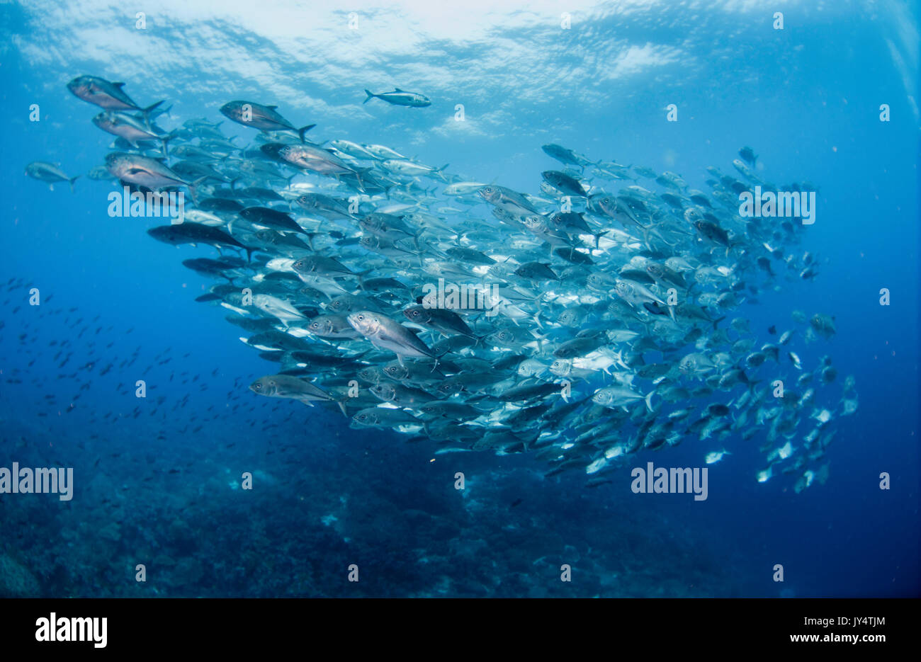 Unterwasser Blick auf eine große Schule von Jack Fisch, Galapagos, Ecuador. Stockfoto