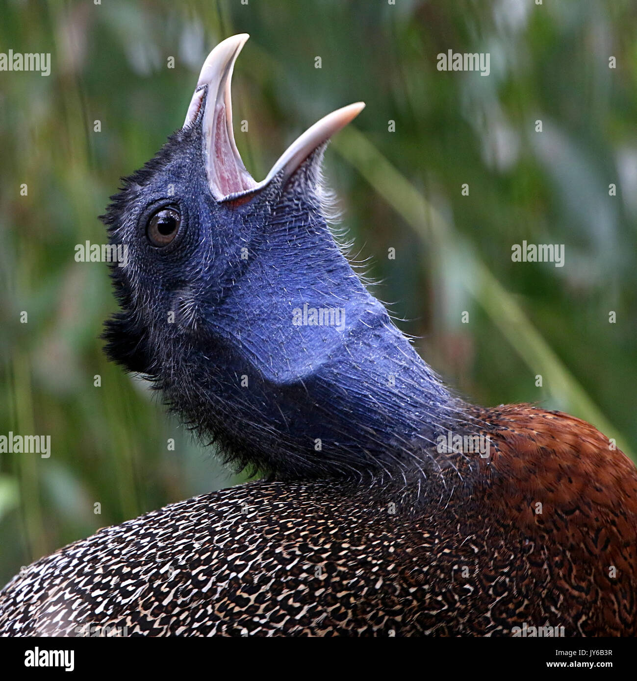 Männliche asiatische Große Argus Fasan (Argusianus argus), beheimatet in den Dschungel von Borneo, Sumatra und der Malaiischen Halbinsel Stockfoto