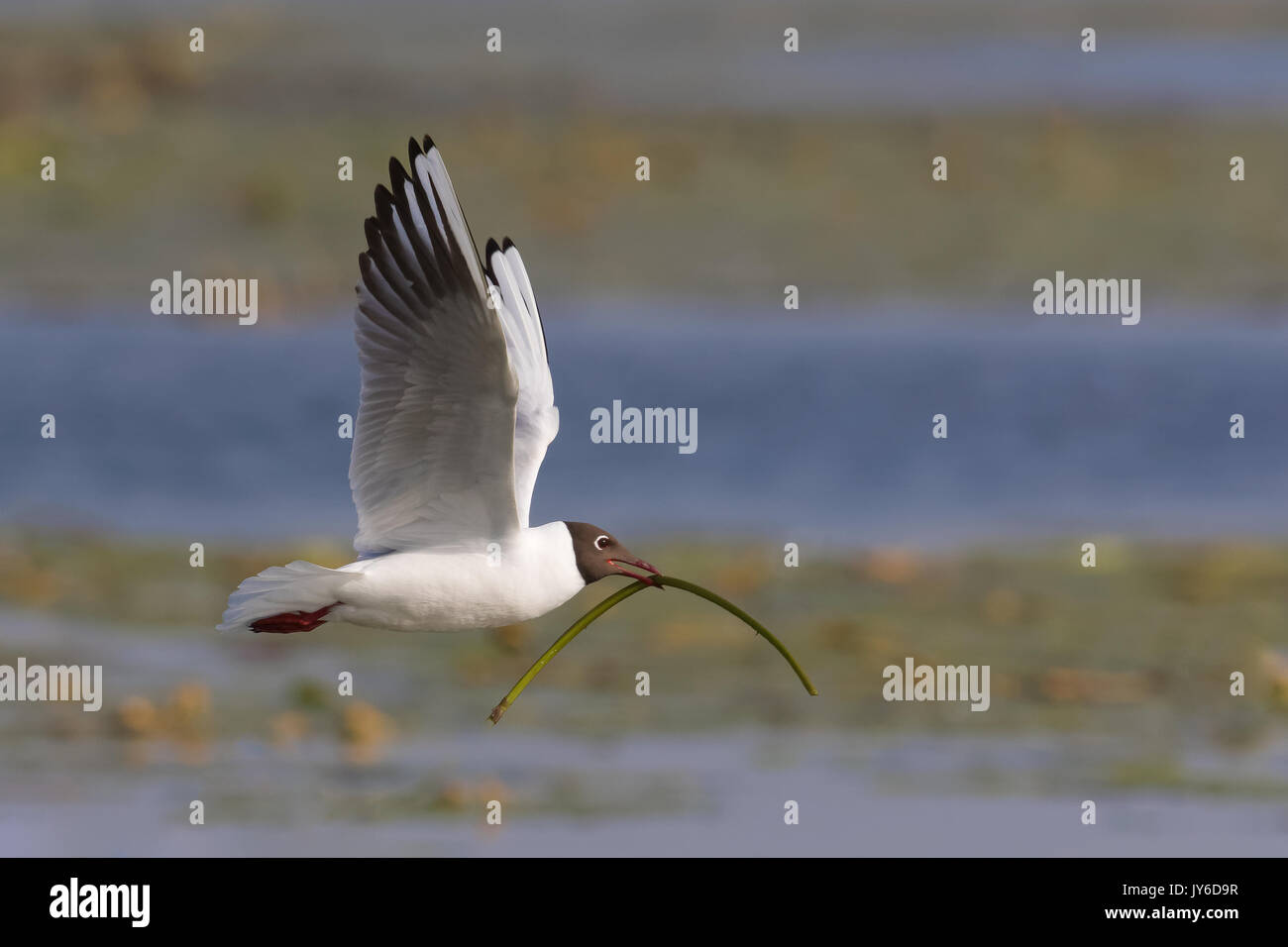 Erwachene Schwarzkopfmöwe, Chroicocephalus ridibundus, im Sommerbrütungsgefieder mit Nistmaterial im Flug über dem Wasser, Donaudelta, Rumänien Stockfoto