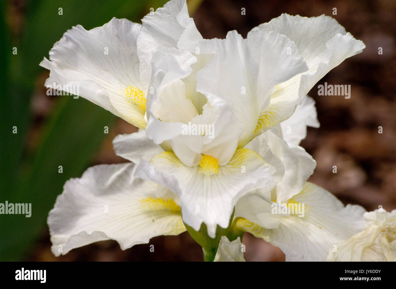 Intermediate bärtigen Iris' Avanelle' Stockfoto