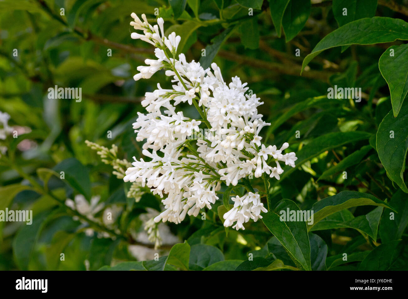 Syringa × josiflexa' Agnes Smith' Stockfoto