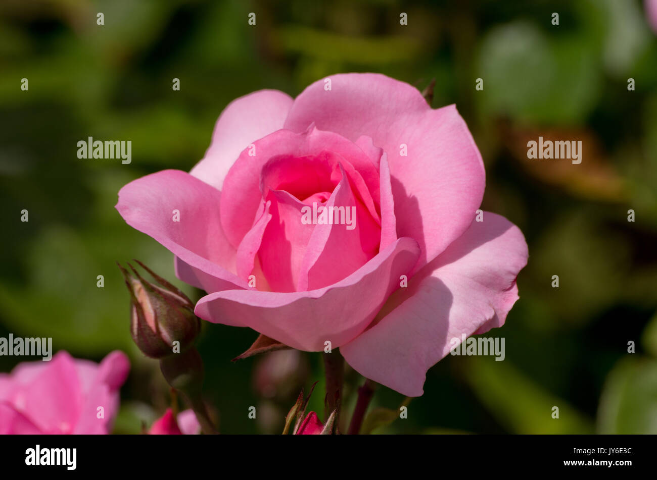 Rose Centenaire de Lourdes. Stockfoto