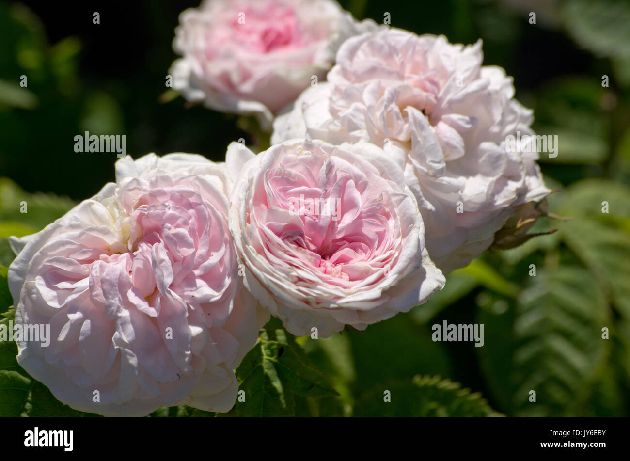 Rose Cuisse de Nymphe Emue Stockfoto