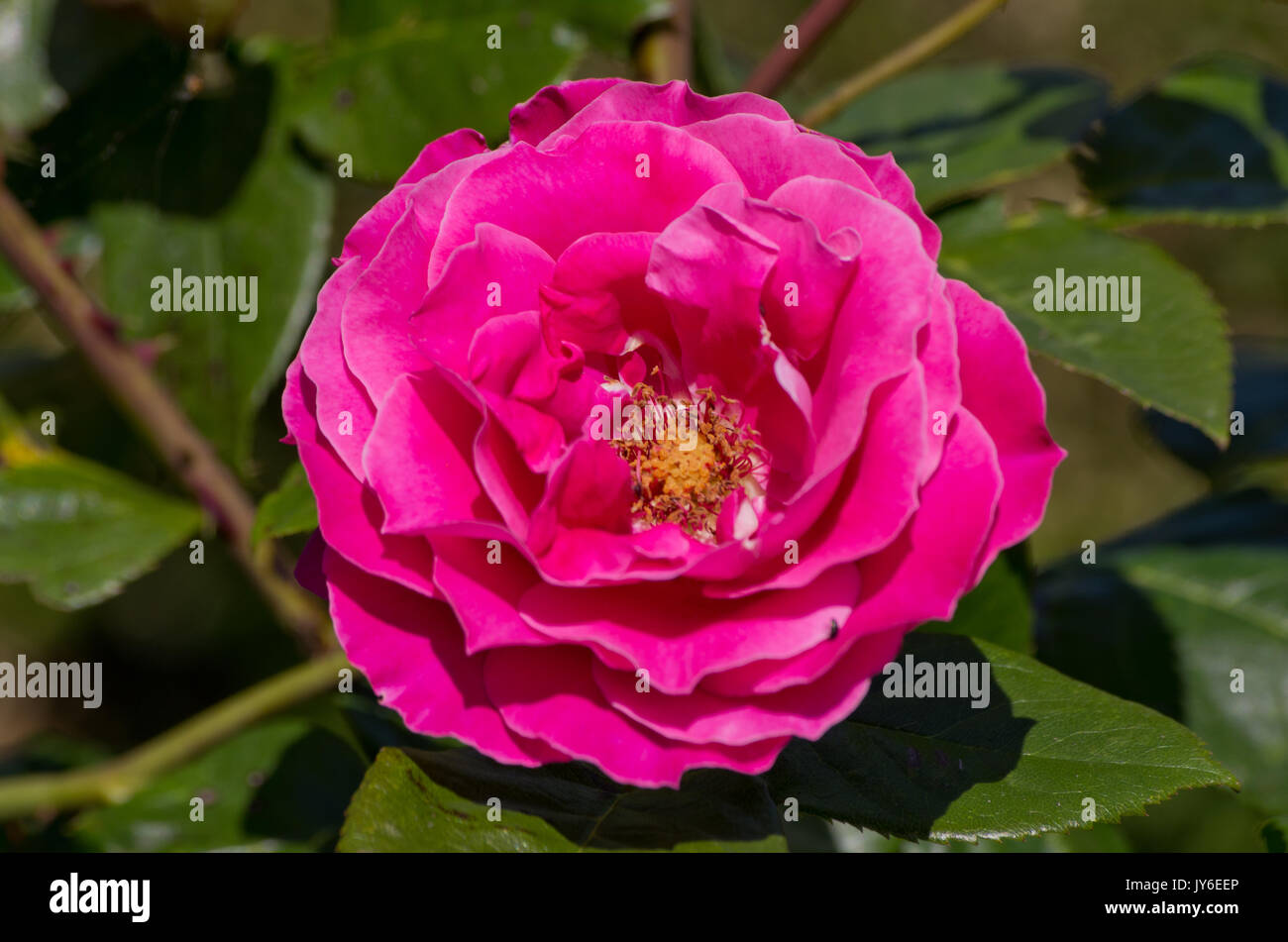 Rose Baronne de Rothschild Stockfoto