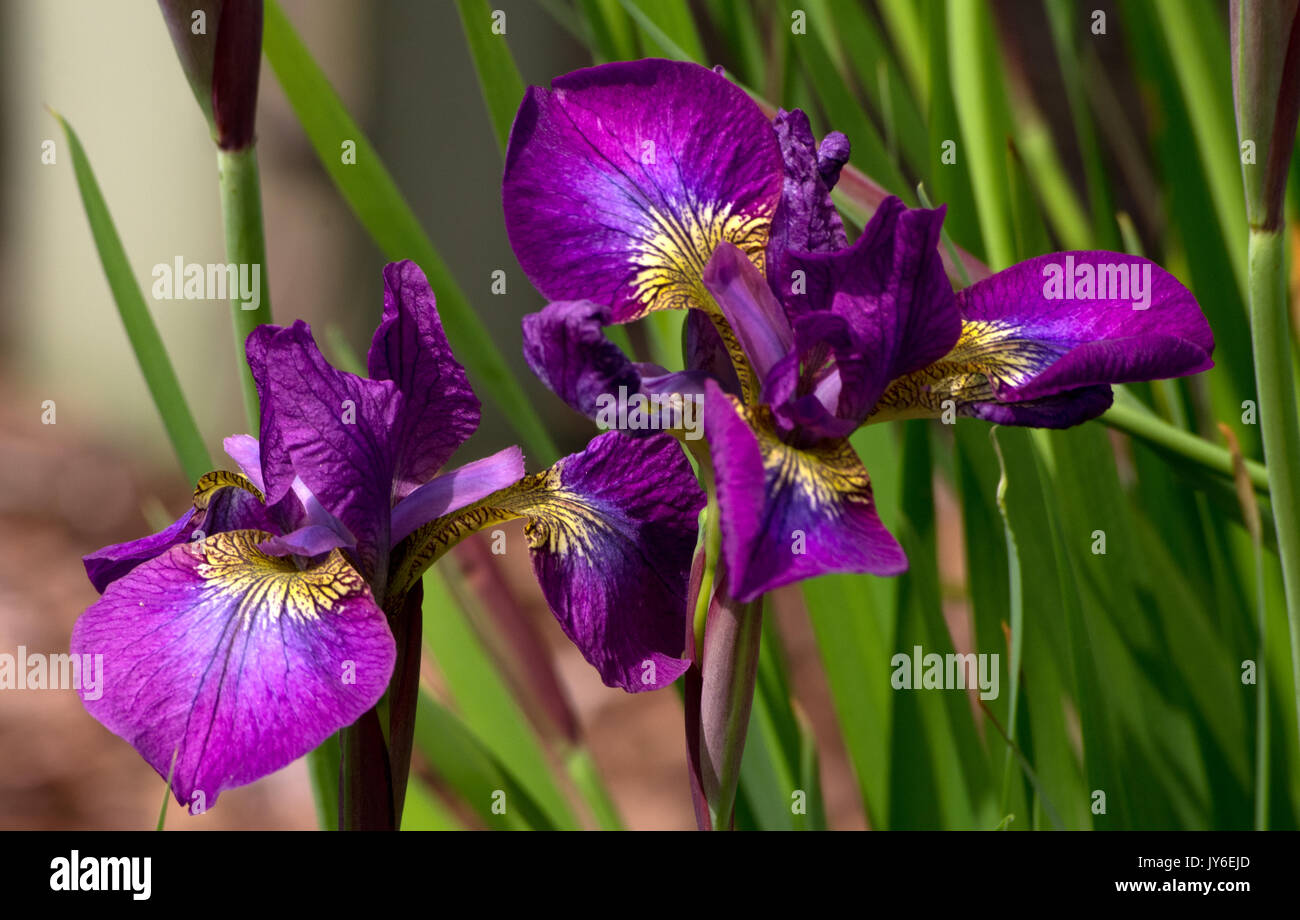 Iris pumila Melton Rot Flare Stockfoto