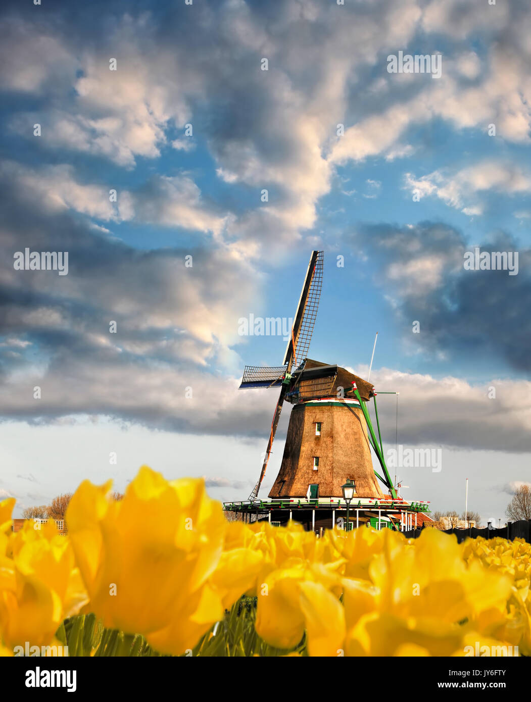 Traditionelle holländische Windmühle mit Tulpen in Zaanse Schans, Amsterdam, Holland Stockfoto