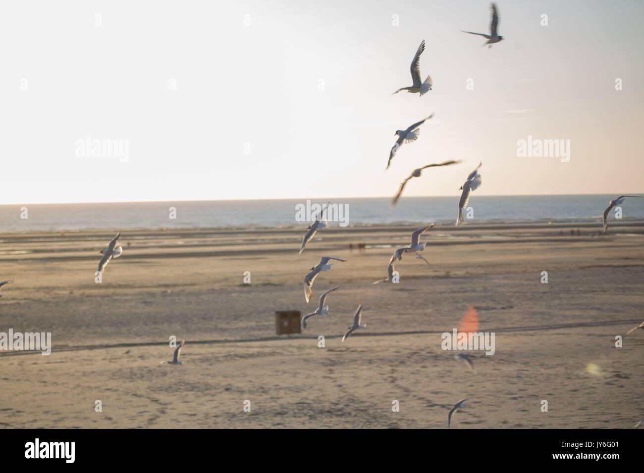 Frankreich, Région des Hauts de Frankreich, Pas de Calais Berck Plage, mouettes à Tête Noire en vol, Foto Gilles Targat Stockfoto