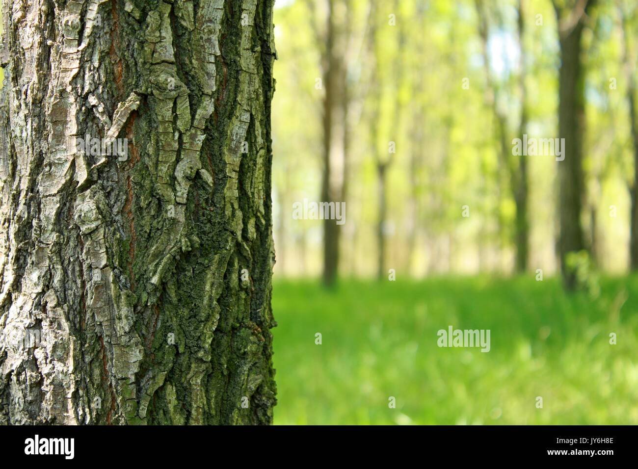 Baum im Wald, geringe Tiefenschärfe Stockfoto