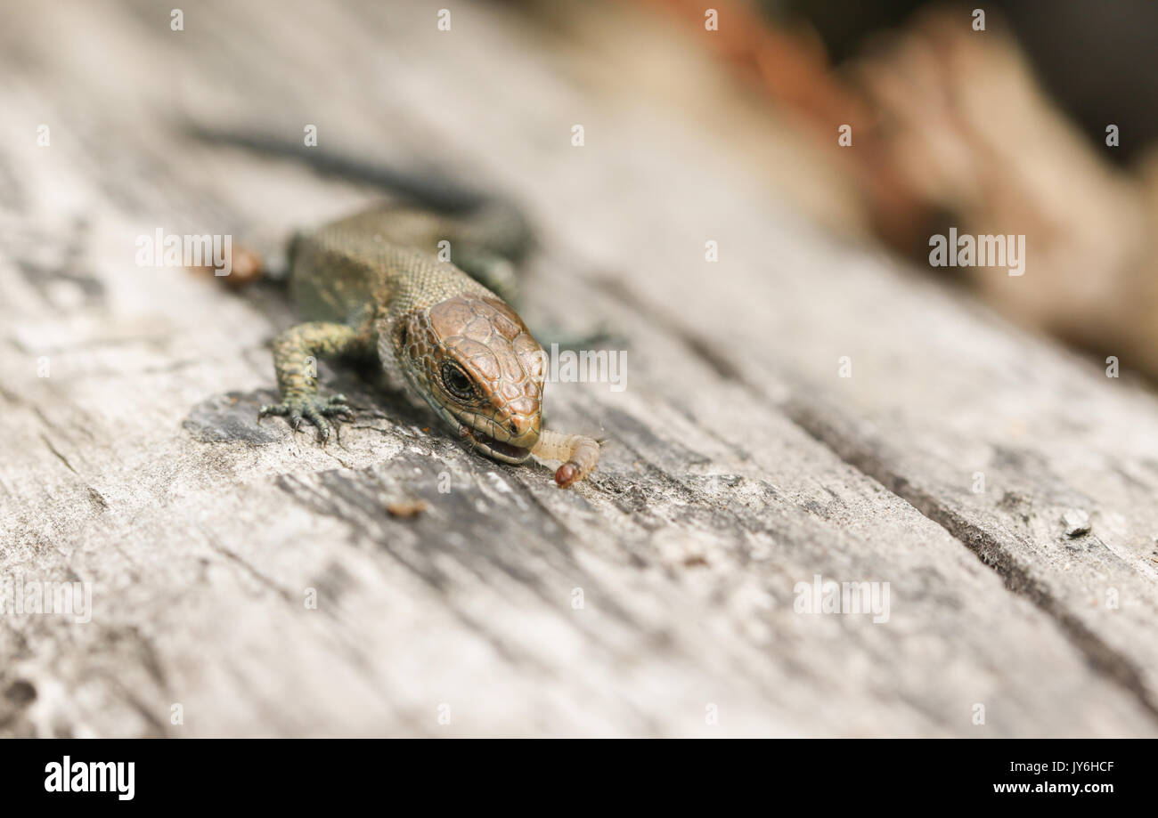 Ein Baby gemeinsame Eidechsen (Lacerta Zootoca Vivipara) Essen ein Insekt, dass es gerade gefangen hat. Stockfoto