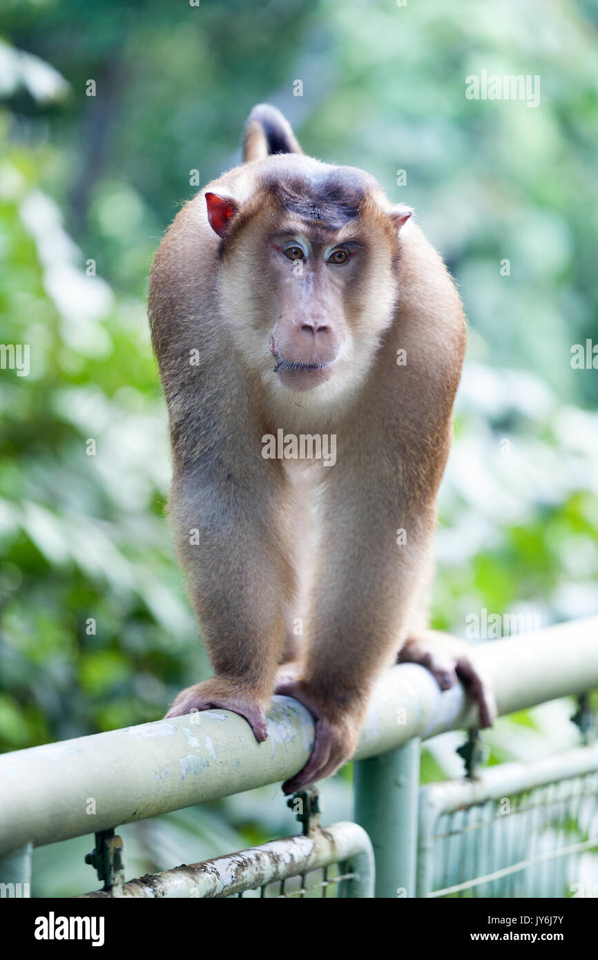 Männliche Paviane im Rainforest Discovery Center, Sandakan, Sabah, Borneo, Malaysia Stockfoto